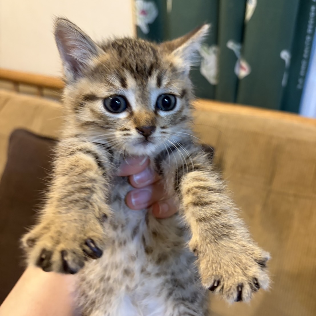 たらこちゃん