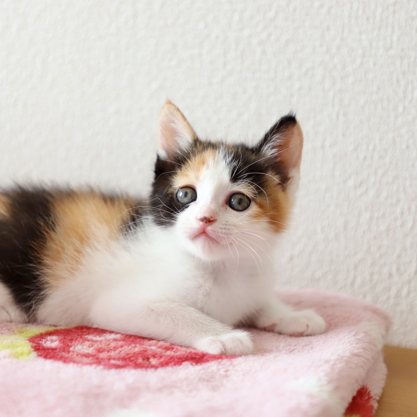 ポポちゃん