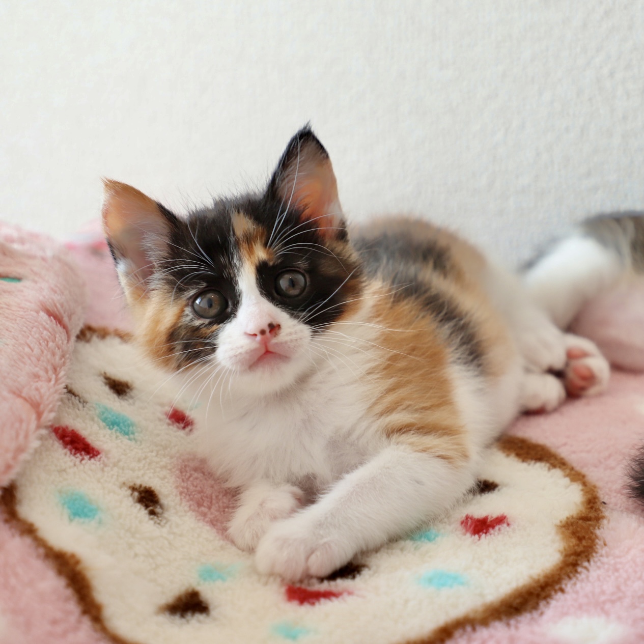 メルちゃん