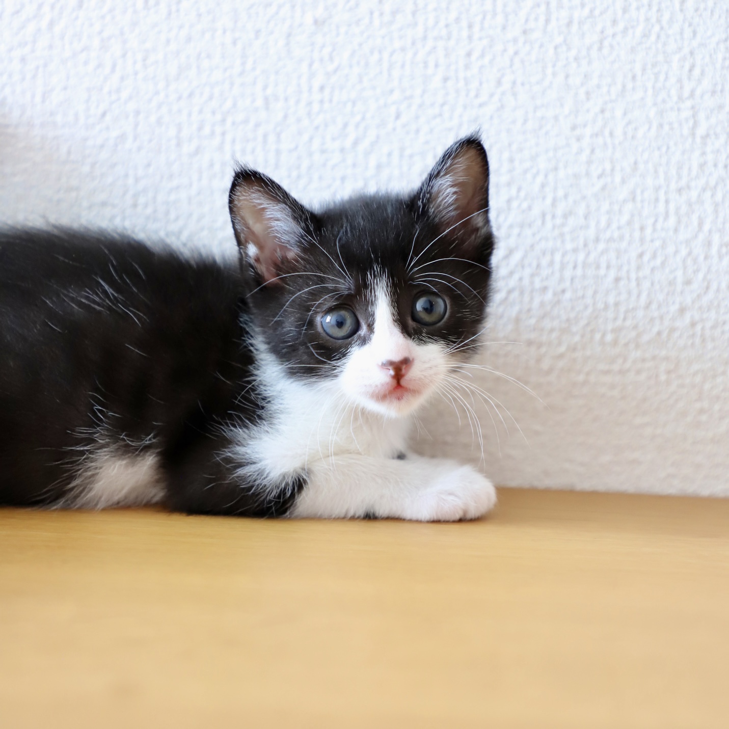レゴちゃん