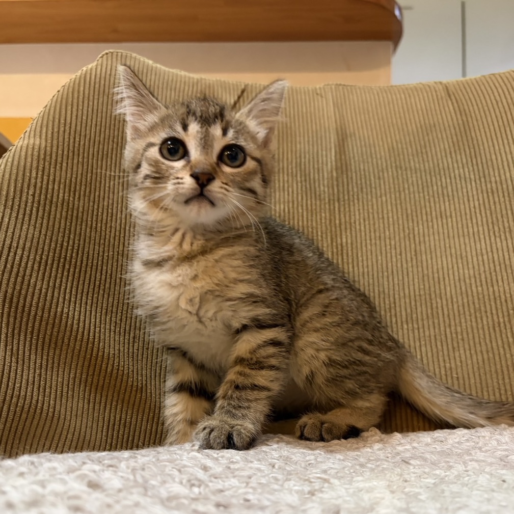 とびこちゃん