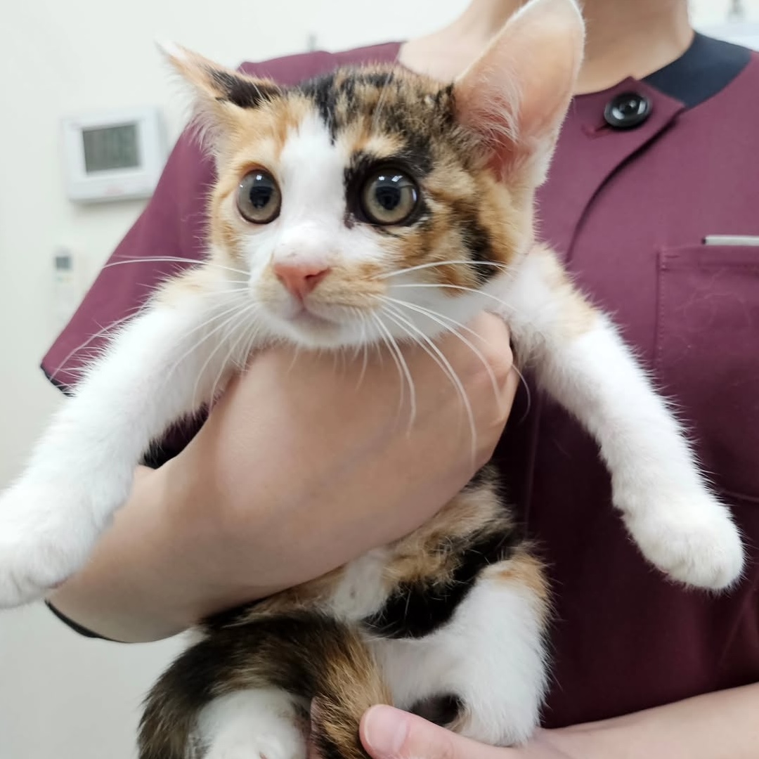ポンチョちゃん