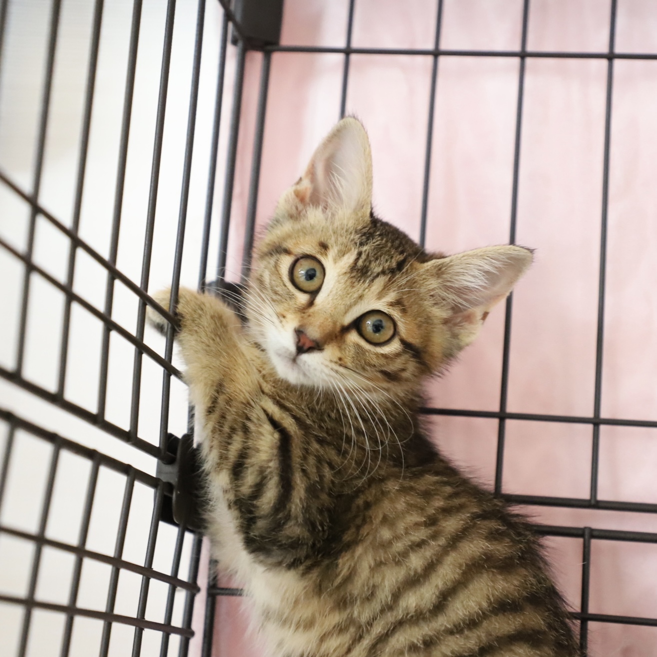 はつひめちゃん