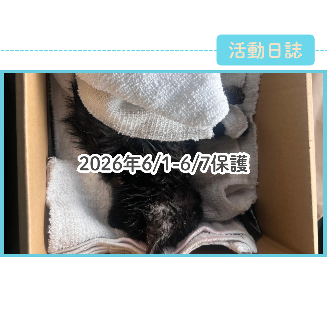 6/1～6/7　保護猫達の記録