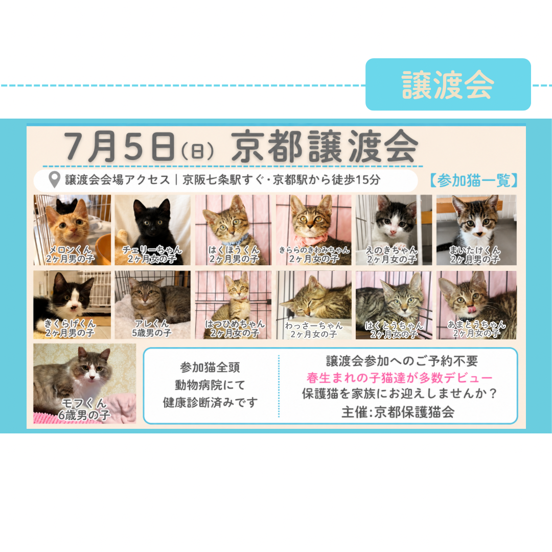 7月５日京都譲渡会【参加猫まとめ】