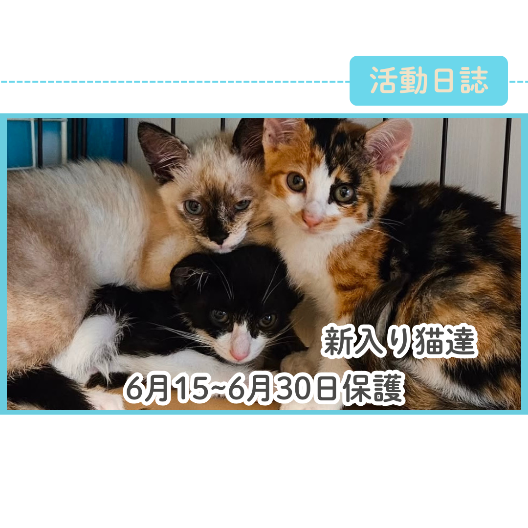 6月後半の新入り猫達