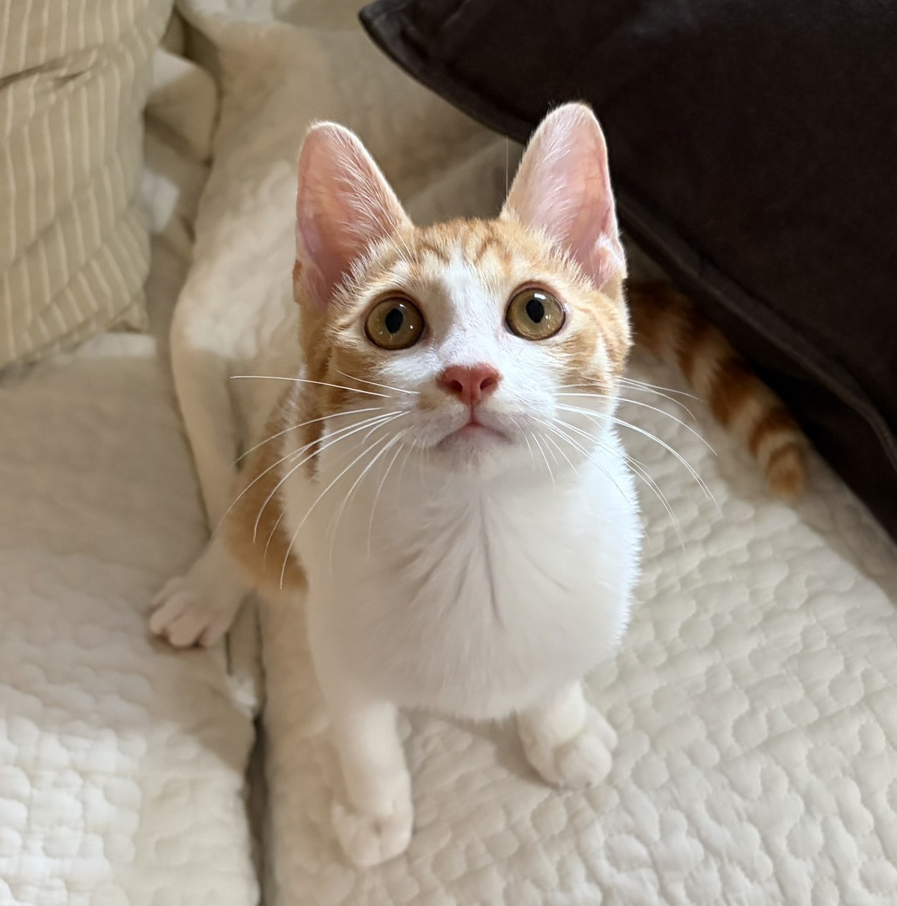 マカロニくん