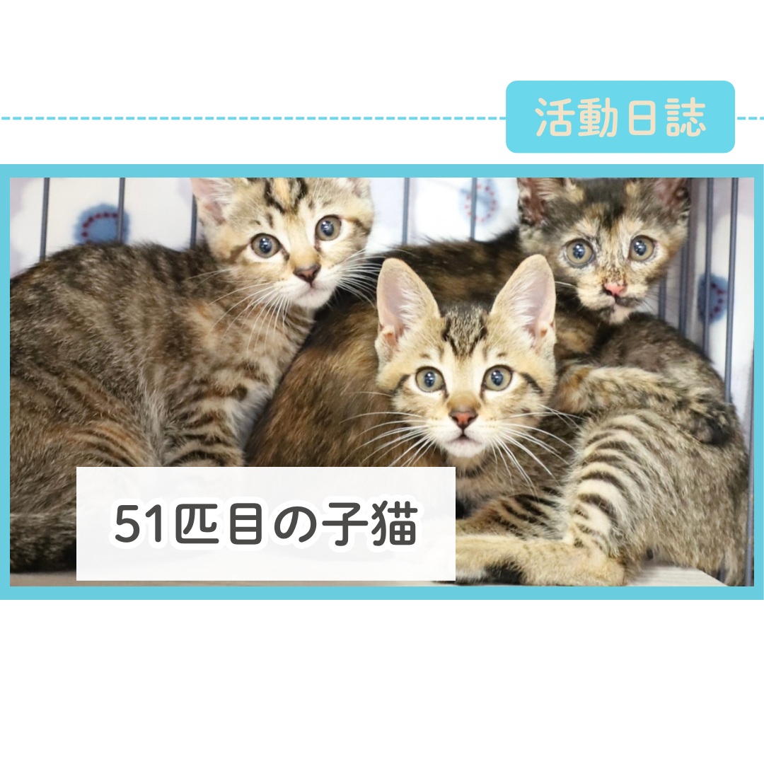 2026年春生まれの子猫保護【51匹目】