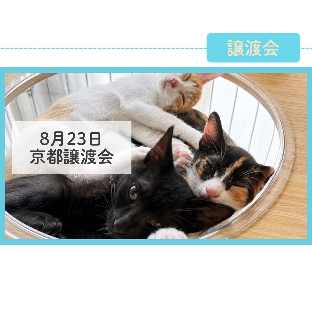 8月23日京都譲渡会