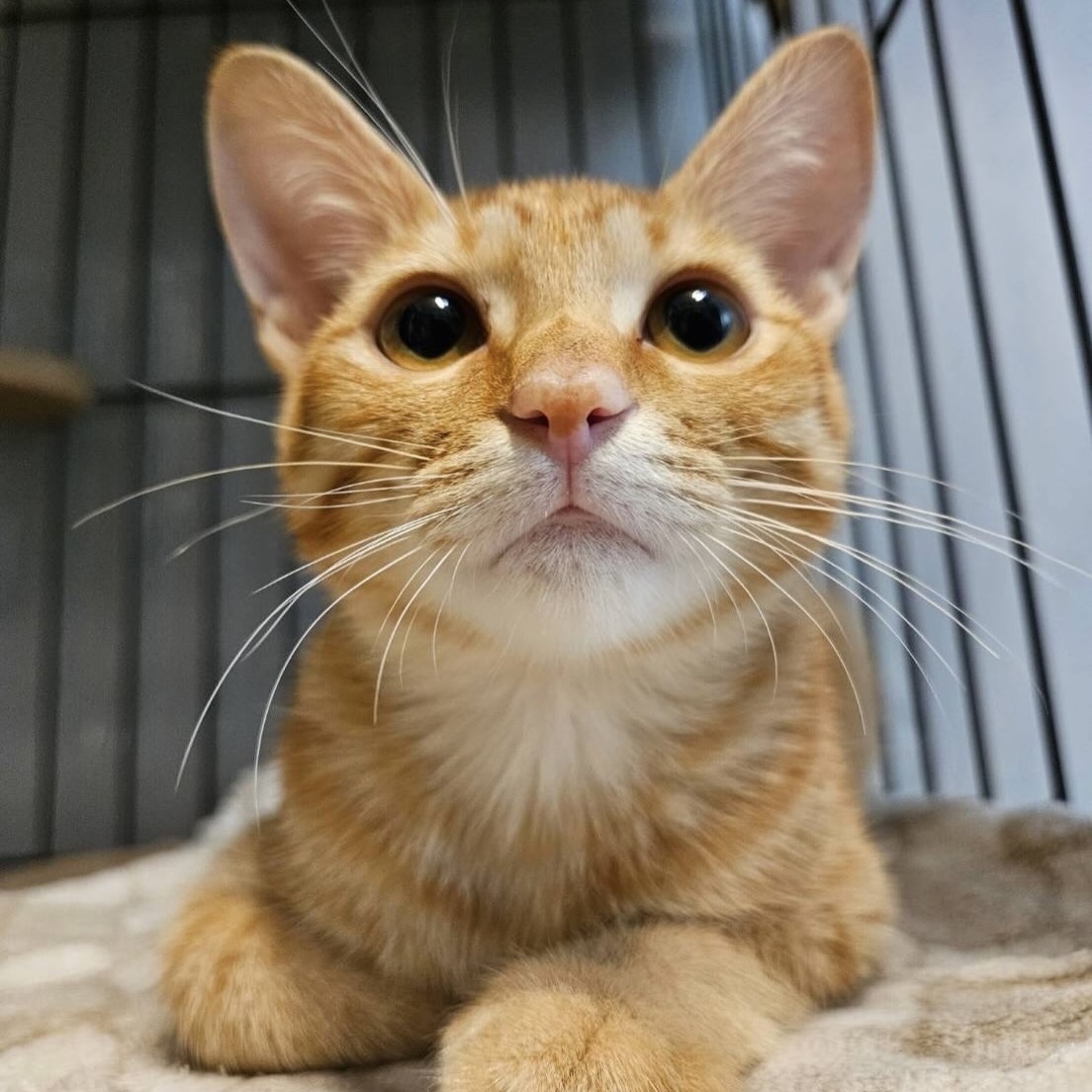 保護 猫 京都