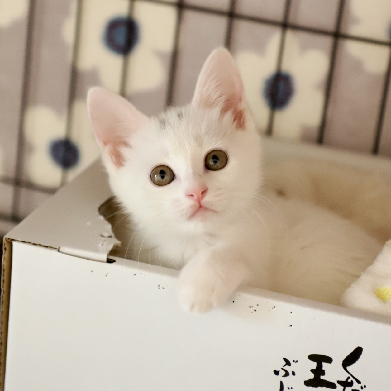 しるこサンドちゃん