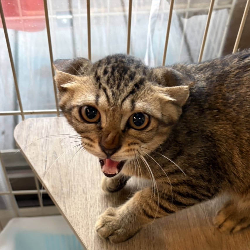 ツバメくん