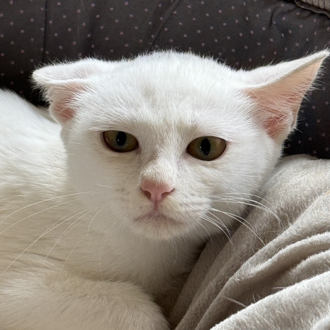 チロくん