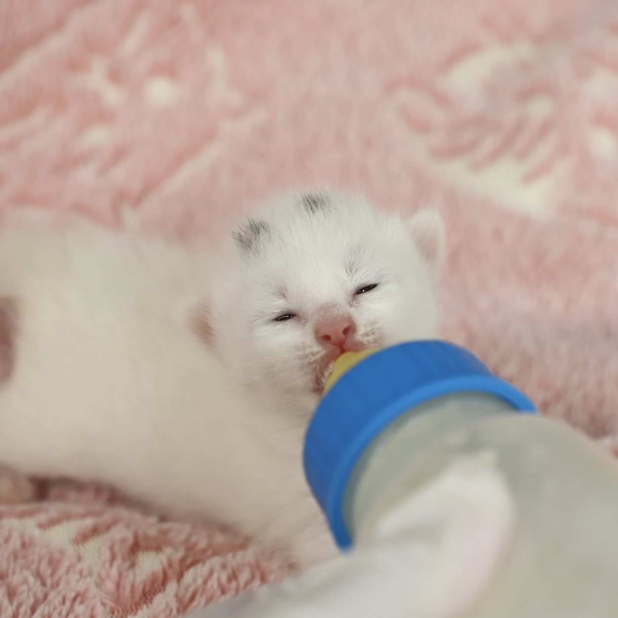 しるこサンドちゃん