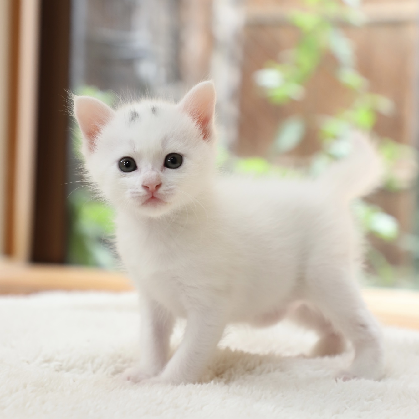 しるこサンドちゃん
