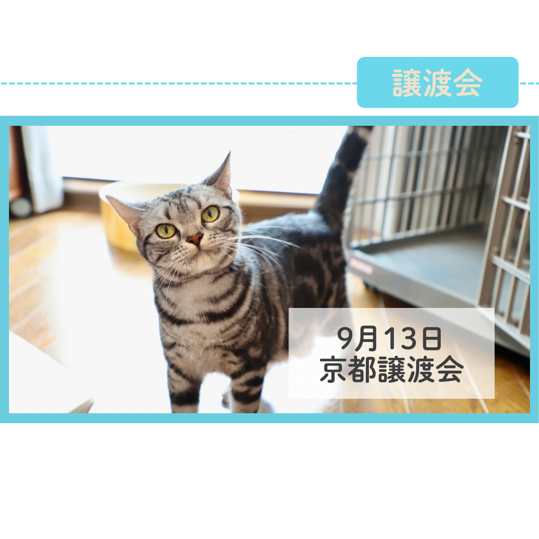 9月13日京都譲渡会 開催のお知らせ