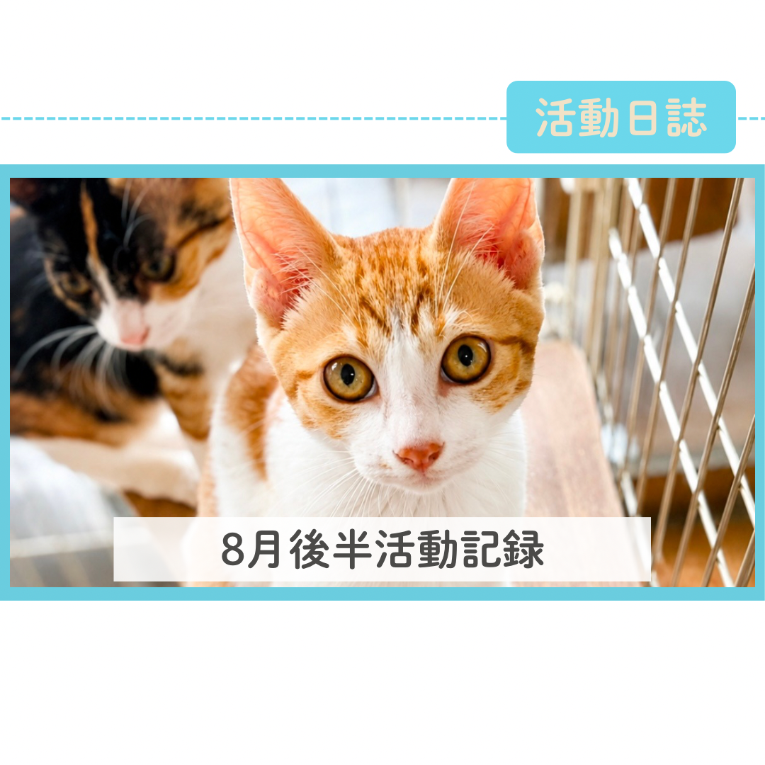 2026年8月後半活動記録
