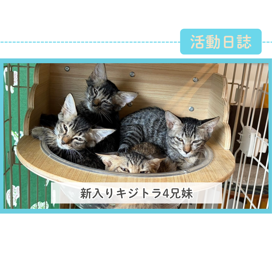 新入りさん キジトラ4兄妹