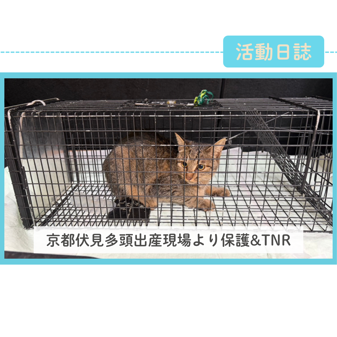 京都伏見多頭出産現場から保護&TNR