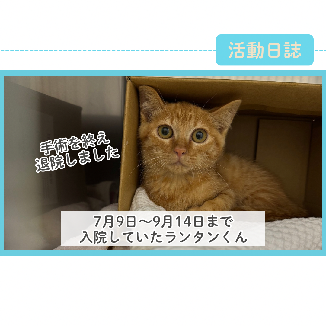 7/9~9/14入院していた「ランタンくん」退院