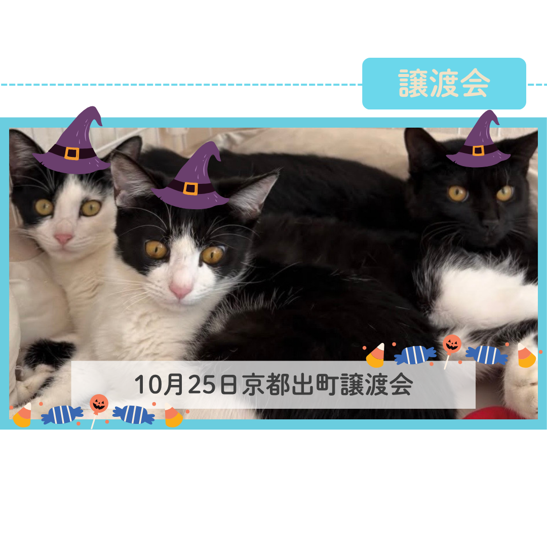 10月25日京都出町譲渡会