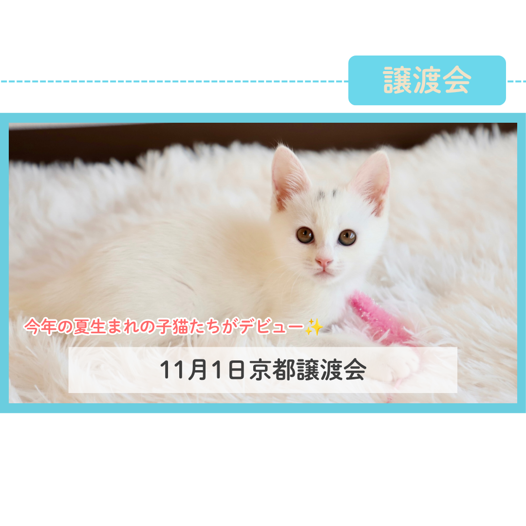 11月1日京都譲渡会